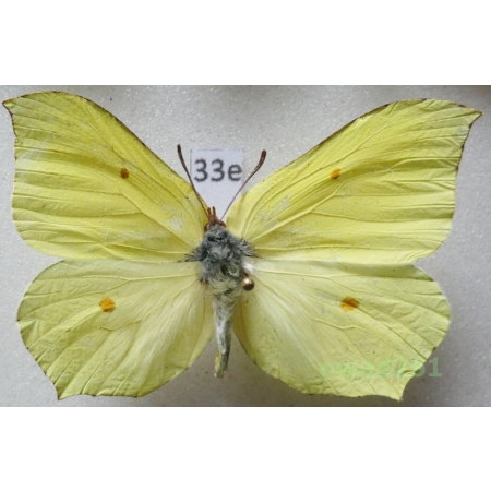 Gonepteryx rhamni (Linnaeus, 1758) male Poland33e